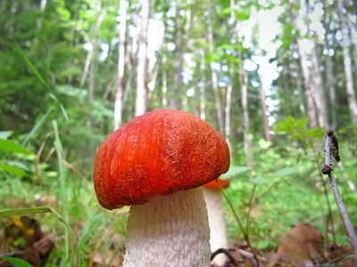 Leccinum, fungo, aurantiacum, fungo dell'Aspen, funghi porcini, foresta, selvaggio