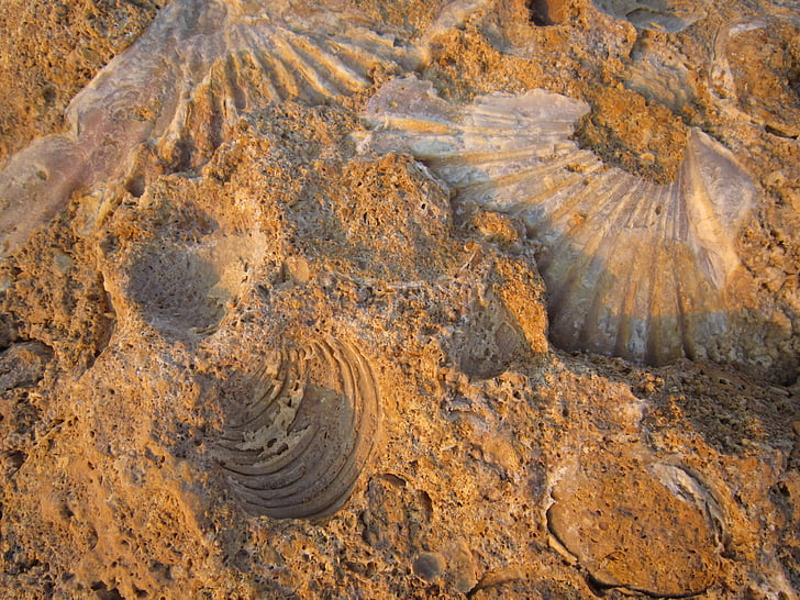 petrificação, fossilizados, mexilhões, praia, conchas, conchas de mexilhão, fechar