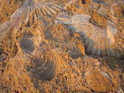 förstening, fossiliserade, musslor, stranden, snäckor, musselskal, Stäng