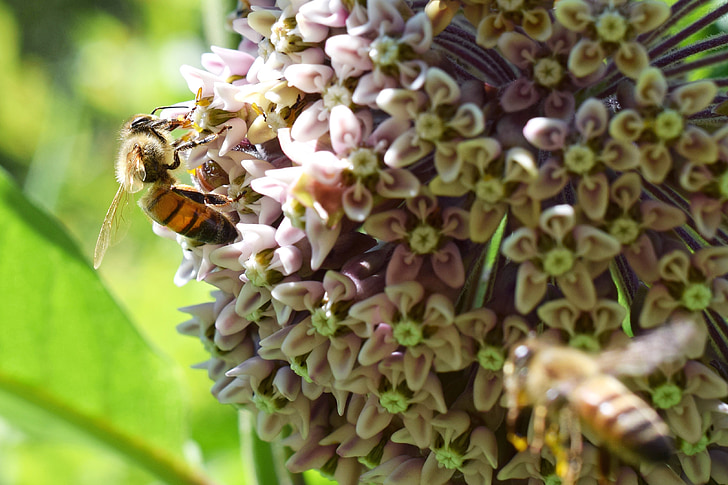 abella de la mel, flor, insecte, abella, natura, pol·linització, pol·len