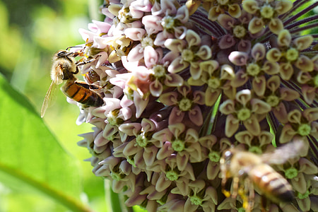 Bal arısı, çiçek, böcek, Arı, doğa, tozlaşma, polen
