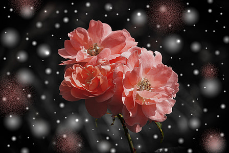 Rosa, flor, planta, fantasia, targeta de felicitació