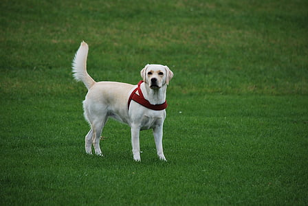 animal, gos, Labrador, blanc, a peu, animals de companyia, herba