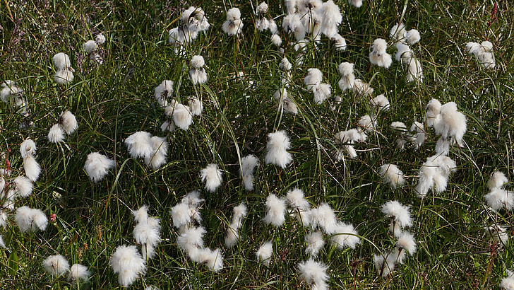 cottongrass, meadow, landscape, nature, cotton flower
