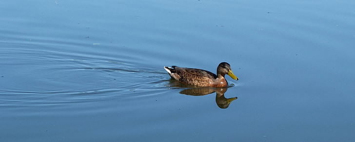 зеленоглава патица, Отразявайки, патица, вода, вода птица, птица, животните