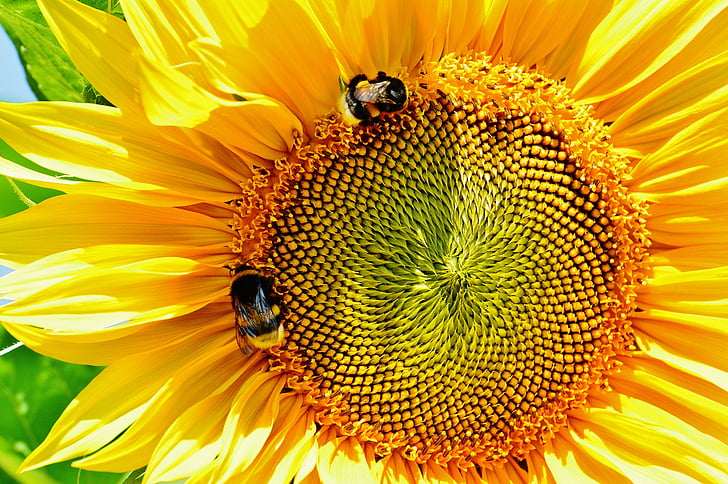 sun flower, bumblebees, summer, garden, blossom, bloom, yellow