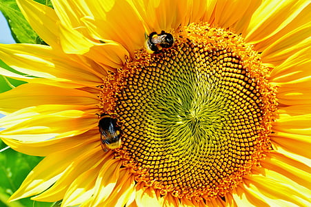 ดอกทานตะวัน, bumblebees, ฤดูร้อน, สวน, ดอก, บาน, สีเหลือง