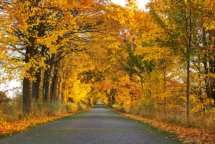 podzim, Avenue, stromy, pryč, cesta, alejí, listy