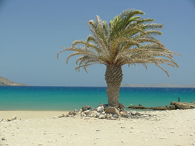 Creta, palmeiras, praia, sol, mar, sombra, Palm