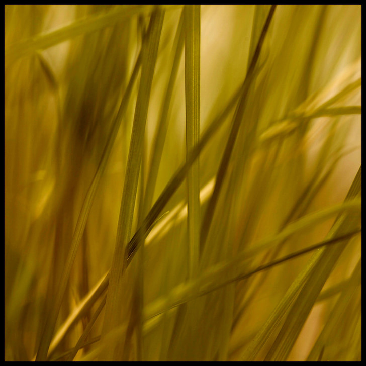 Grass, Stein, Gräser, Reed, Anlage, Grün, Natur