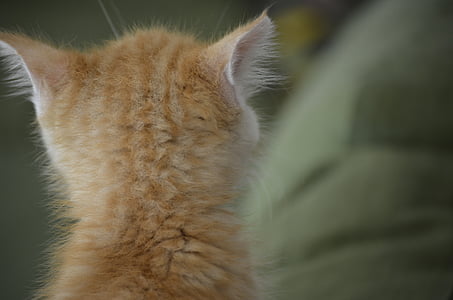 кішка, кошеня кішка зі спини, вуха, тварин, Природа, домашньої кішки, тварини