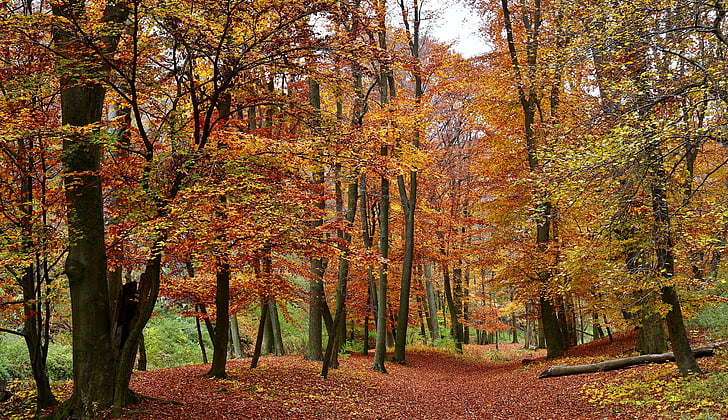 skov, efterår, træer