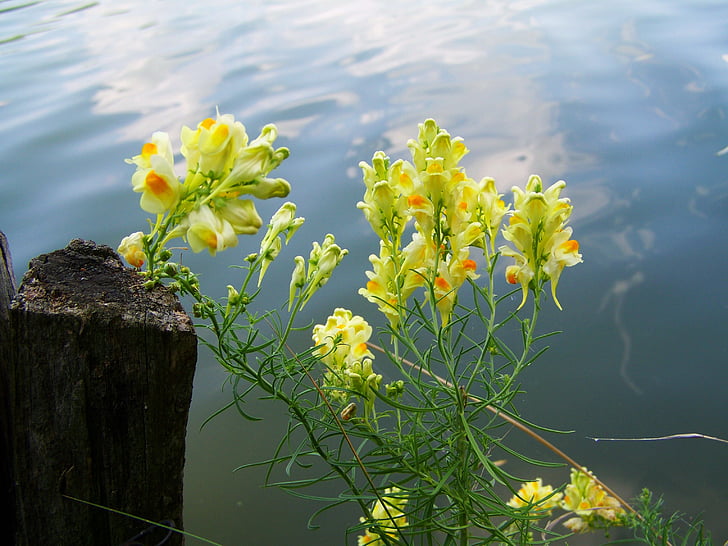 snapdragon salvaje, amarillo, planta de Agra
