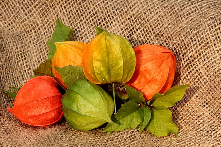 Physalis, fiore, pianta, autunno, Lanterne, arancio, verde