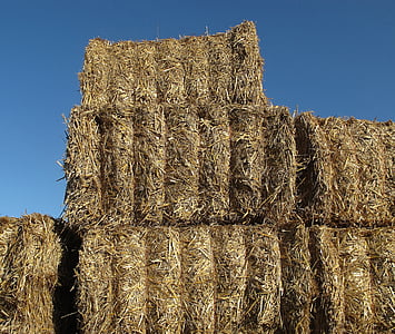 straw, straw bales, bale, hay, hay bales, cattle feed, nature