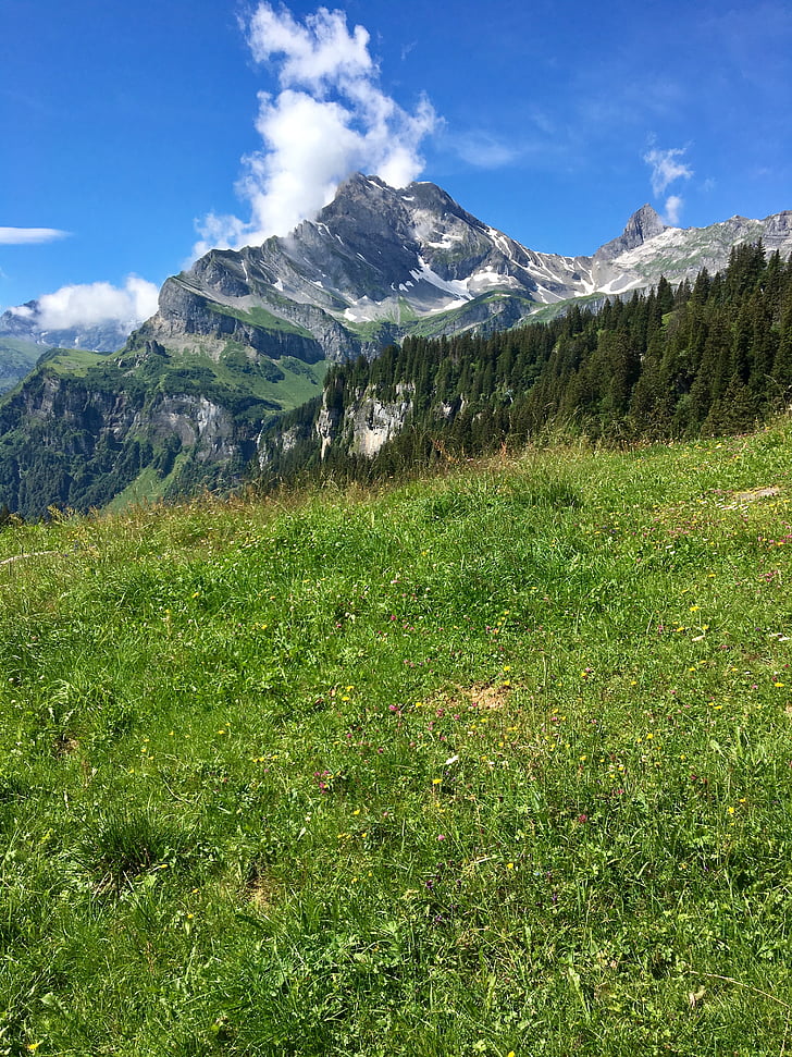 Horská louka, Hora, Glarus, Braunwald, alpské, louka, krajina