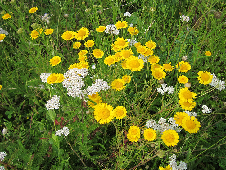 Cota tinctoria, Goldene marguerite, gelbe Kamille, Oxeye Kamille, Wildblumen, Flora, Botanik