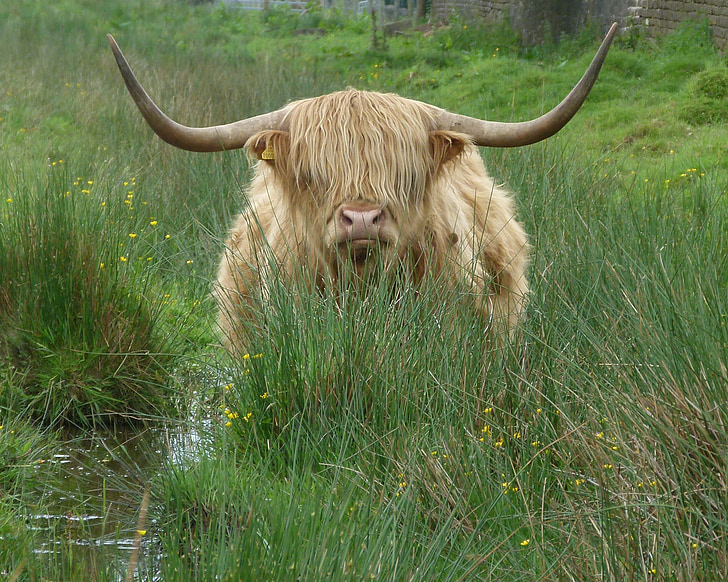krava, hovädzí dobytok, Highland dobytok, Fringe, zviera, farma, poľnohospodárstvo