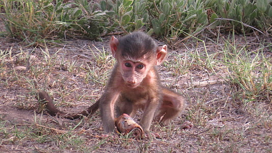 Kenya, Bebek, maymun, memeli, Afrika, Safari, yaban hayatı