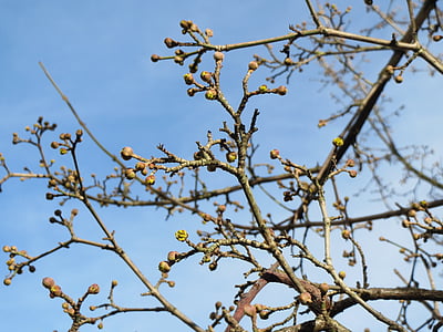 Cornus mas, cereza de cornalina, cornel europeo, Dogwood, brotes, rama, árbol