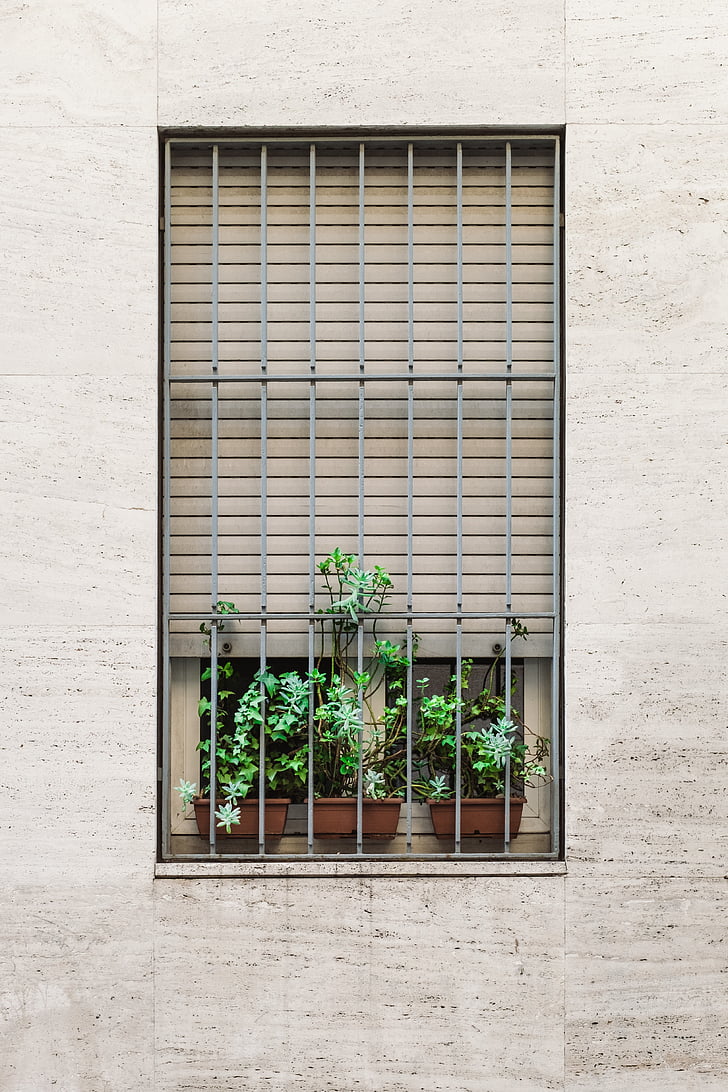 Trang trí, Hoa, cửa sổ