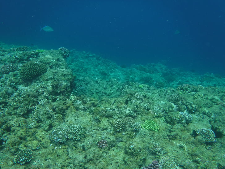 koralové útesy, Okinawa, more