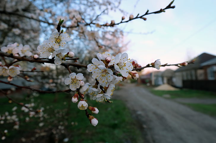 vyšnia, Pavasariniai žiedai, gatvė, namie, pavasarį, žydinčios japoniškos sakuros, Gamta