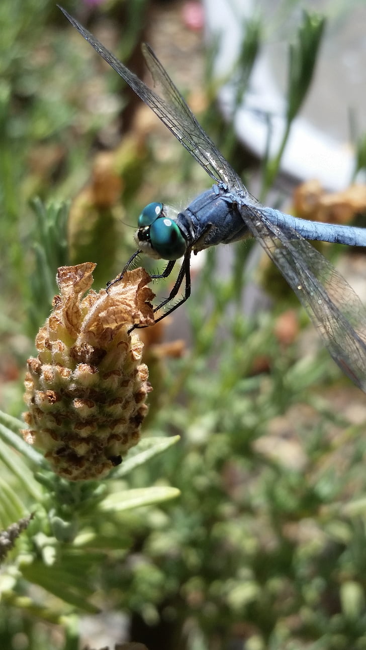 dragonfly, flower, grass, insect, nature, plant, green