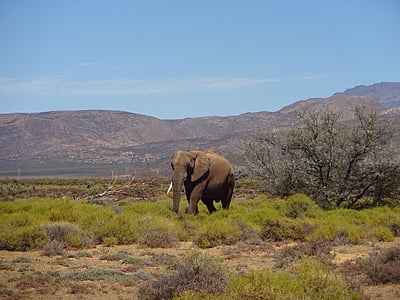 Elefant, Dickhäuter, Fauna, Afrika, Tierwelt, Natur, Safaritiere