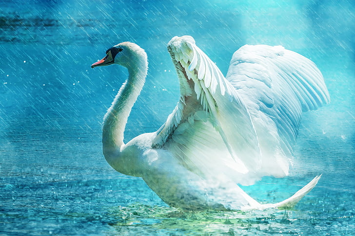 swan, beautiful, white, water, rain, elegant, bird