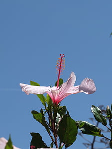 Hibiscus, zieds, Bloom, pistil, atstāj, rozā, augu