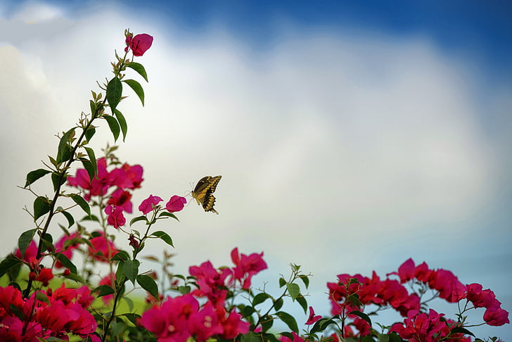 Bahar, Kelebek, doğa, böcekler, Bahçe, kanatları, çiçekler