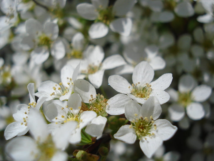 bloem, bloei, wit, lente, detail, natuur, lente
