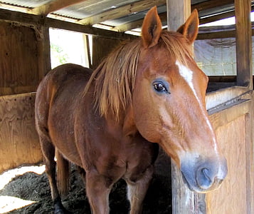 kuda Sorrel quarter, kios, merah, titik-titik hitam, telinga, mata, lubang hidung