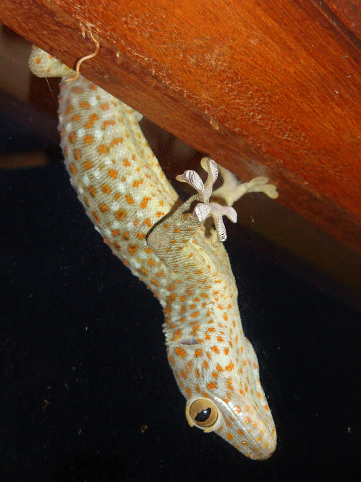 Gecko, Lagarto, animal, reptil, flora y fauna, naturaleza, bajo el agua