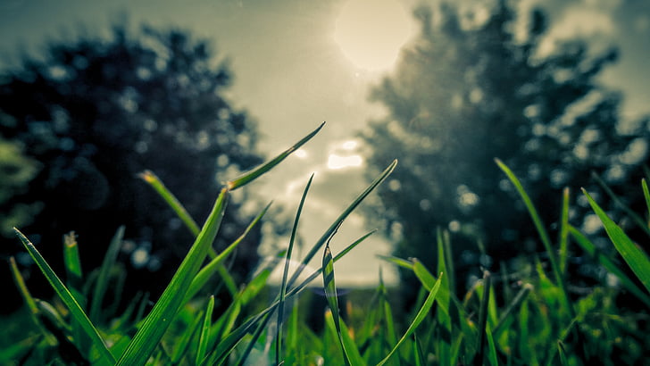 green, grass, sun, nature, growth, plant, meadow