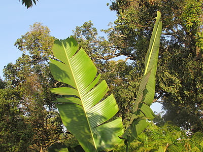 banana stablo list, palmu, list, egzotične, dharwad, Indija