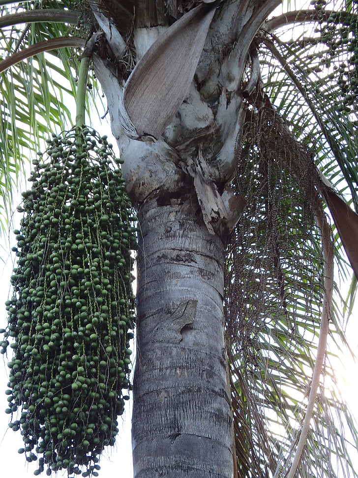 Palm tree, frön, gäng, trunk, Tropical, trädgård, träd
