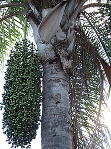 palmboom, zaden, bos, kofferbak, tropische, Tuin, boom