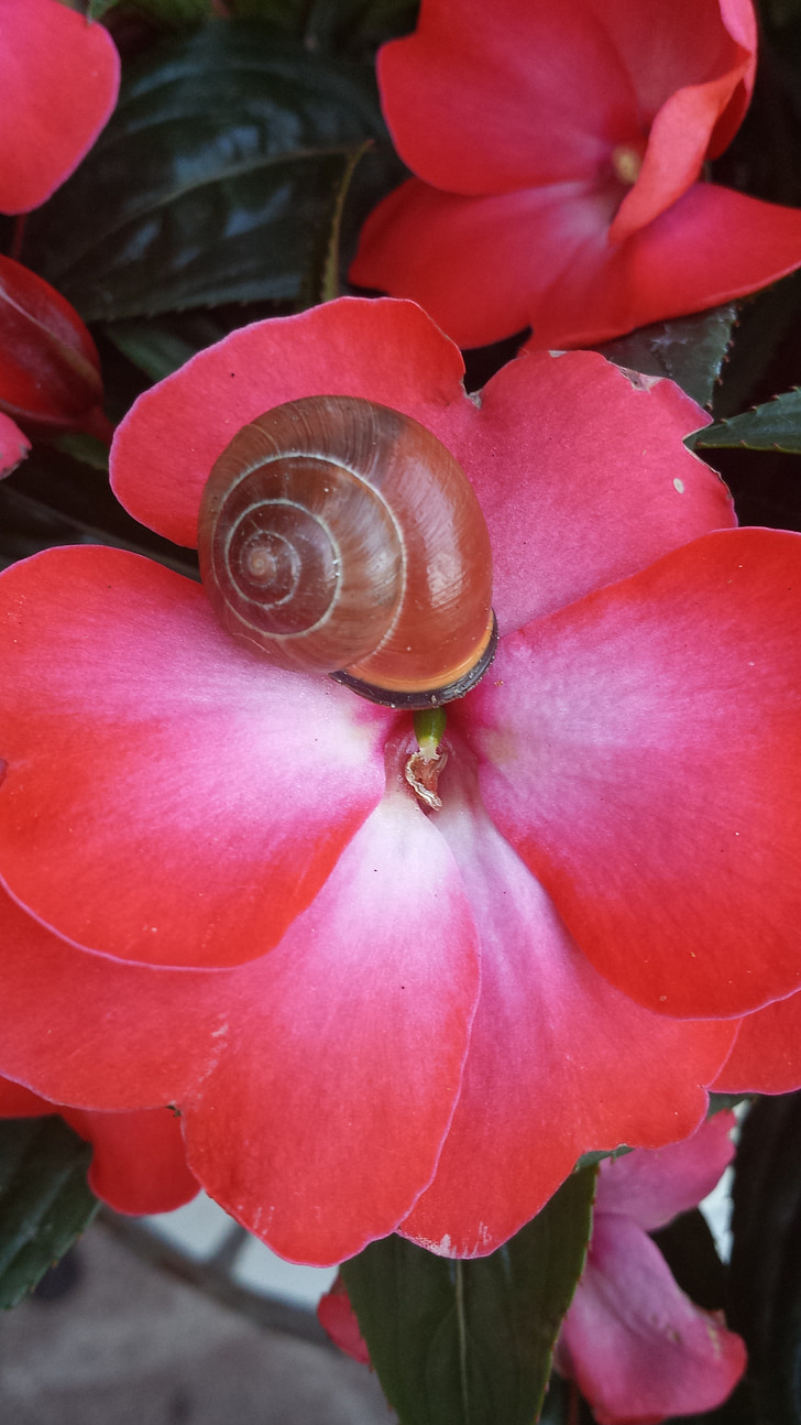 flower, snail, out