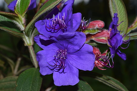 Tibouchina, Princesa flor, lasiandra, bush de gloria, flor, púrpura, salvaje