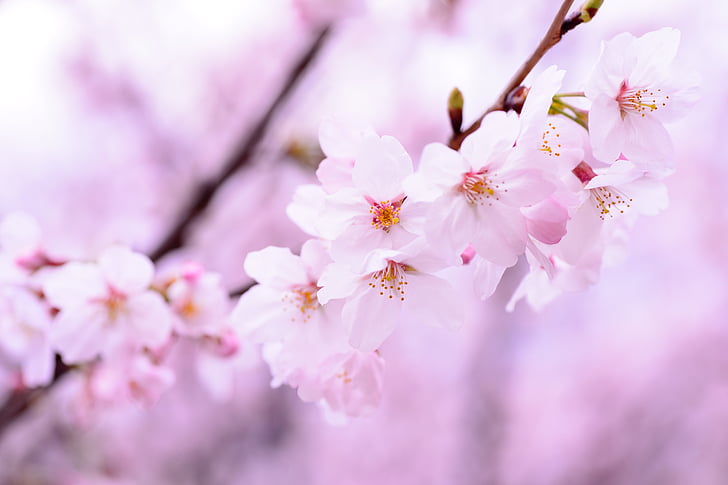 растителна, Пролет, цветя, Япония, розово, естествени, Чери