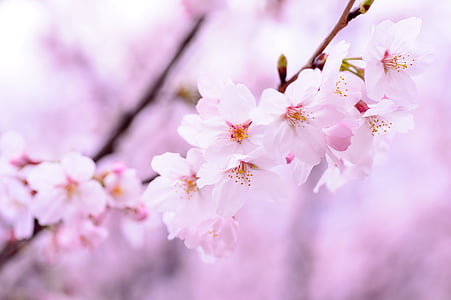 plante, primavara, flori, Japonia, roz, naturale, Cherry