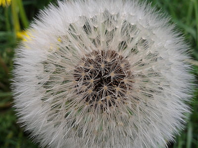 dandelion, seeds, close, wild flowers, nature, plant, fluffy