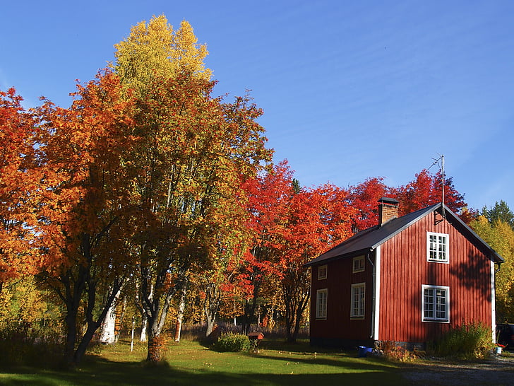 autumn, colors, rowan, cottage, blue, himmel, nature