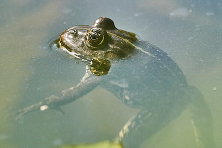 frog, pond, green, toad, water, water lily, the marsh frog