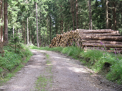 bosque, troncos, carretera