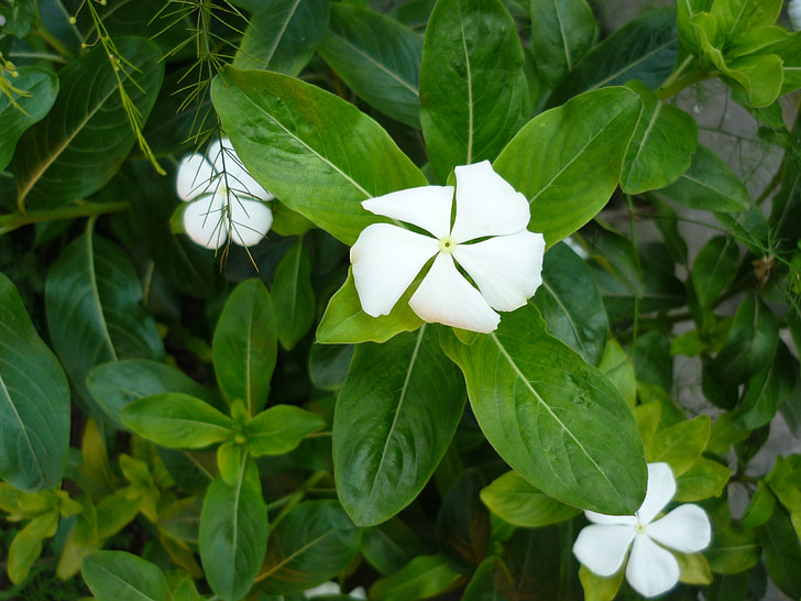 květ, přírodní, Bloom, čerstvé, zelená