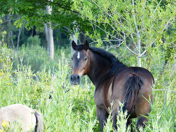 con ngựa, màu xanh lá cây, cảnh quan, Thiên nhiên, Prairie, đồng cỏ, động vật