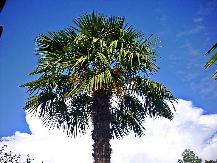 hemp palm, crown, clouds